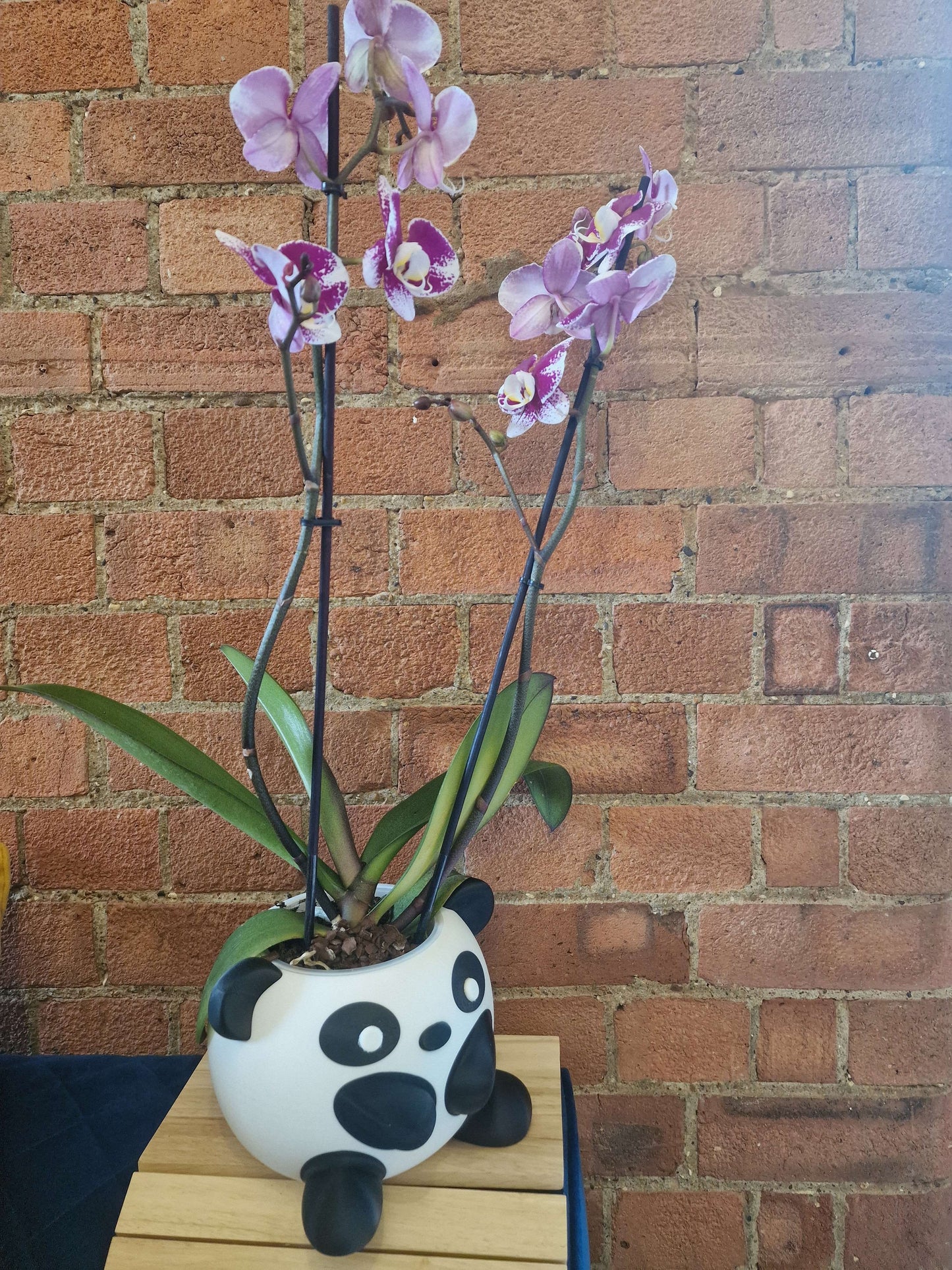 Panda Plant Pot β 3D Printed Succulent Planter | Cute Desk & Shelf Decor | Gift for Plant Lovers