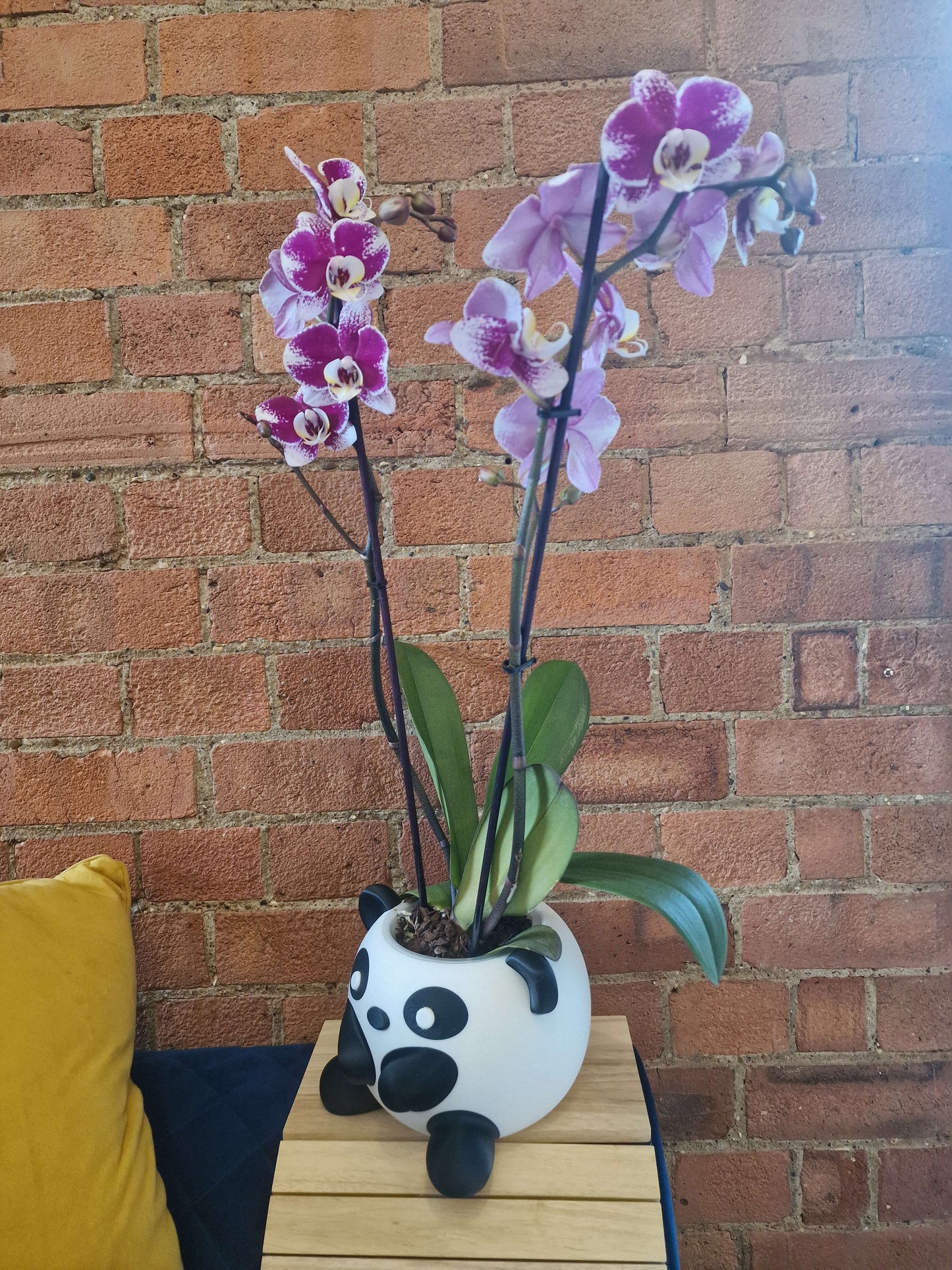 Panda Plant Pot – 3D Printed Succulent Planter | Cute Desk & Shelf Decor | Gift for Plant Lovers